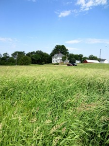 The View From The Pasture