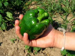 Green Peppers For The Picking