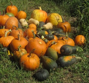 Pumpkin Harvest