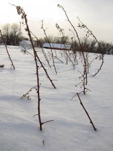 The Red Raspberry Patch