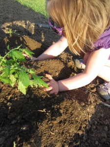 Lulu helping plant tomatoes.