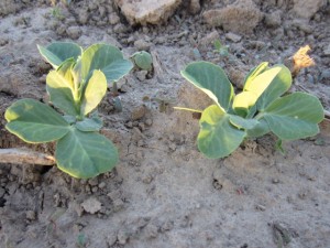 Pea plants just getting started.