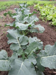 The oldest of four different starts of broccoli.