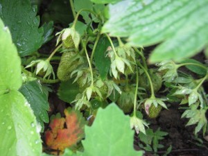 We picked the first strawberries last night.