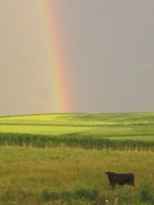 A Rainbow After A Midweek Thunderstorm