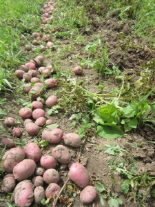 We Started Digging Potatoes