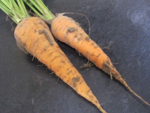 Carrots