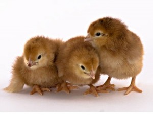 chicks