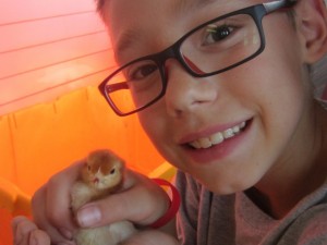 Potato Boy with a 4 day old chick