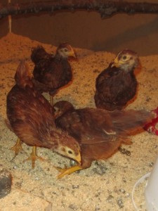 The chicks at 5 weeks