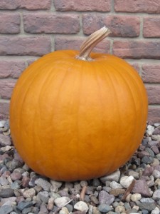 Pumpkin1