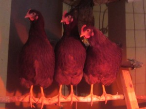 The hens at 20 weeks