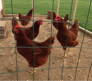 The five hens... waiting for scraps.