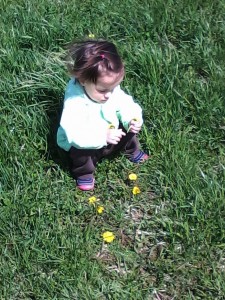 Dandelions_2