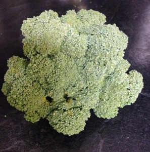 A fresh head of broccoli