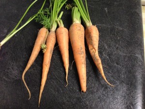 We were curious how the carrots were doing - so we pulled a few.