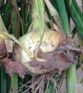 A table onion - about the size of a tennis ball - drying on the porch.