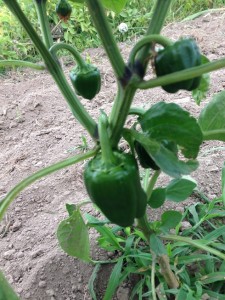 Green peppers.