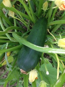 The first zucchini of the year... moments before the dog stole it.