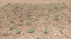 After the strawberries were finished producing, we moved 100 plants to a new bed.