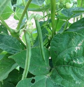 The beans are starting to fill pods - these will be harvested as dry red beans for chili and stew this fall.