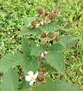 After a couple years of just surviving, the black berries are coming around.