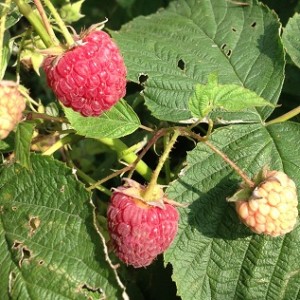 Despite cutting the raspberries back for a heavy fall harvest, there are still plenty for snacking.